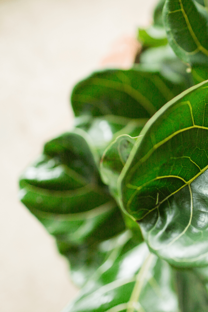 Aesthetic picture of a plant.